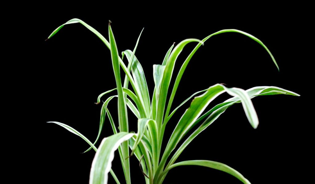 How indoor plants can scrub pollutants from the air