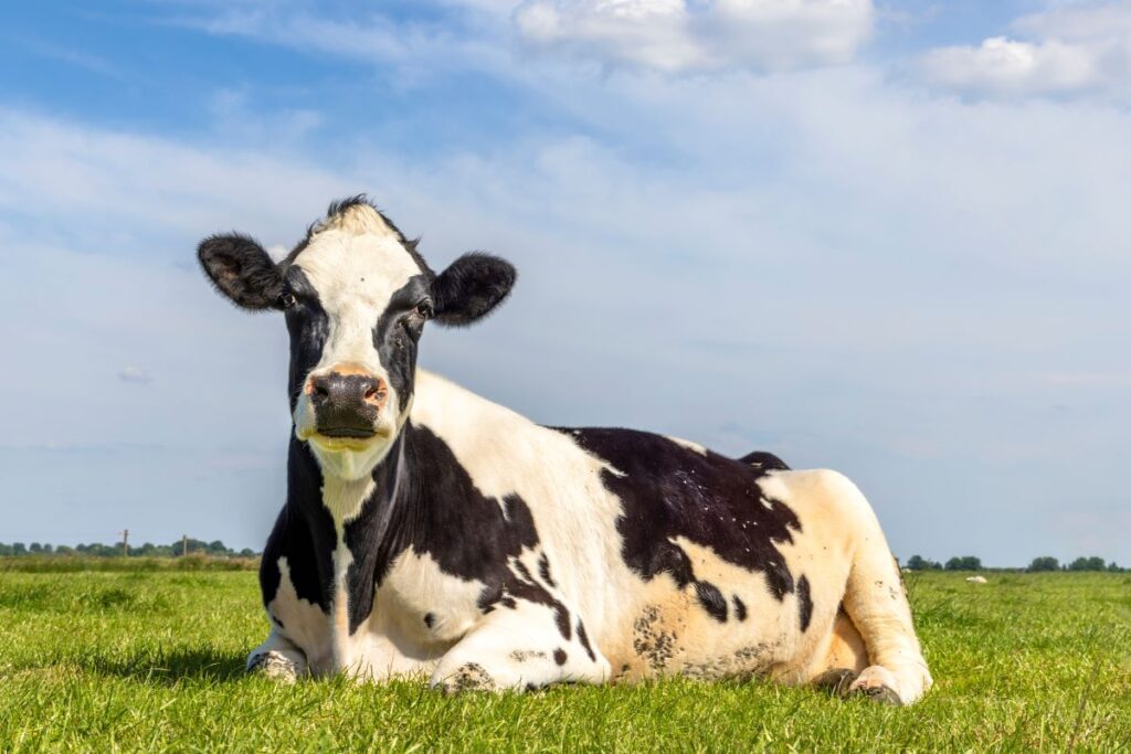 The war on cow burps