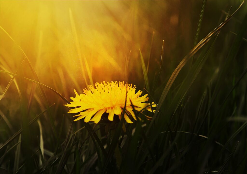 Spring means dandelions are in, chronic inflammatory diseases are out