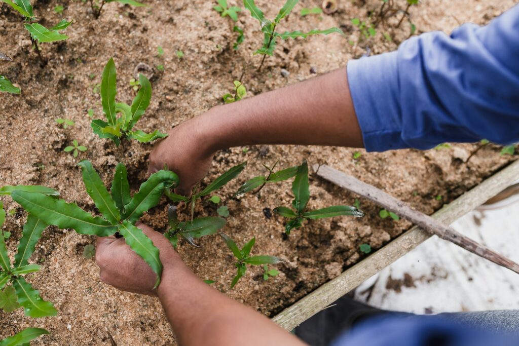 The tree-planting campaign supporting community nature restoration