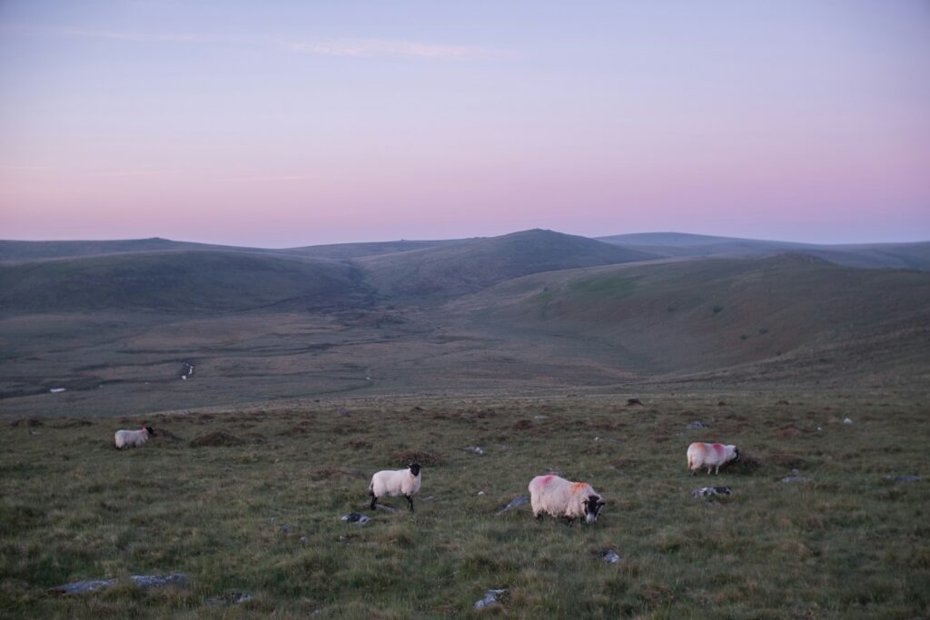 What the Dartmoor ‘overgrazing ruling’ means for statutory bodies in England
