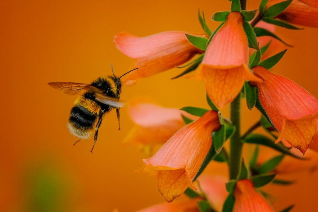 Honeybees enlisted as citizen scientists to map UK’s floral landscape