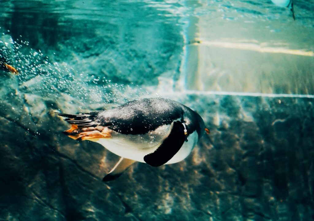 Antarctica’s krill fishery closes early again, here’s what that matters
