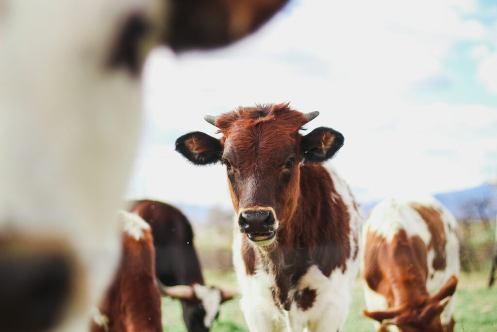 Interview: The war on cow burps